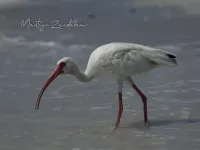 Witte ibis [Eudocimus albus]